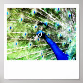 Peacock Print (Voorkant)