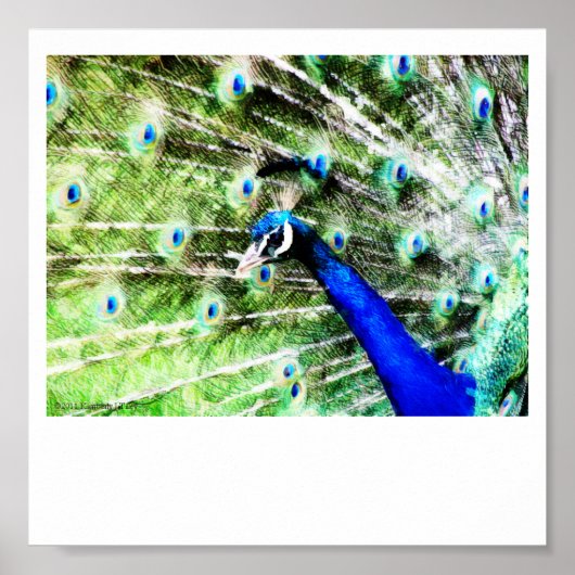 Peacock Print (Voorkant)