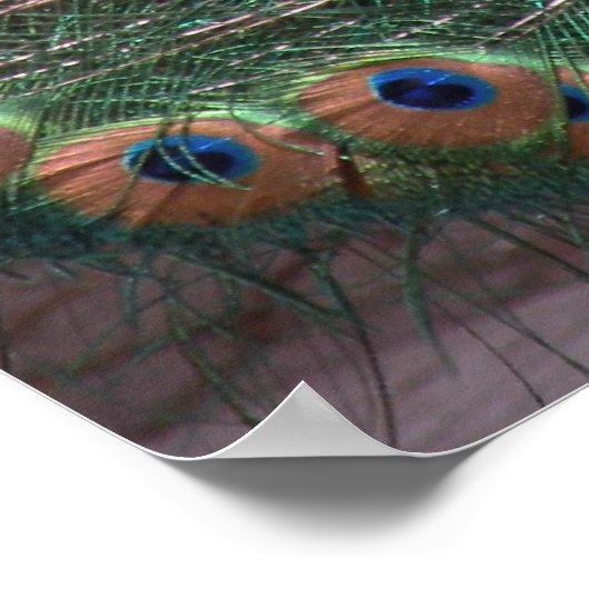 Peacock Print (Hoek)
