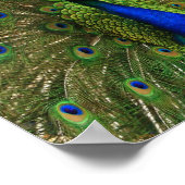 Peacock Print (Hoek)