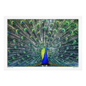 PEACOCK PRIORITEIT FOTO AFDRUK (Voorkant)