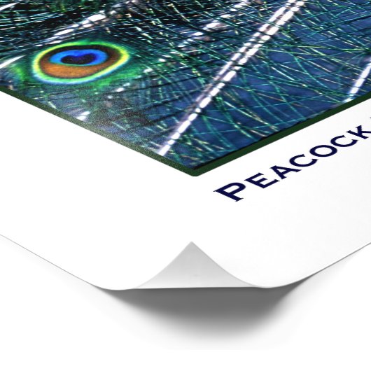 PEACOCK PRIORITEIT FOTO AFDRUK (Hoek)