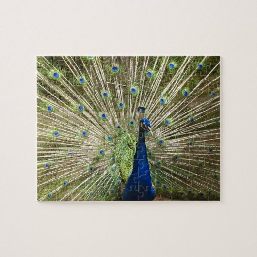 Peacock Puzzle Legpuzzel (Horizontaal)