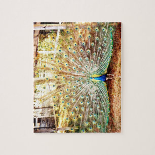 Peacock Puzzle Legpuzzel