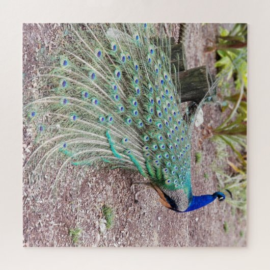 Peacock puzzle legpuzzel (Horizontaal)