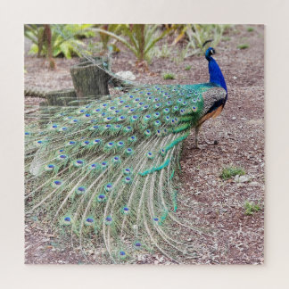 Peacock puzzle legpuzzel