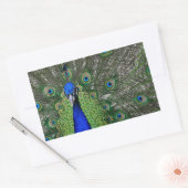 Peacock Rechthoekige Sticker (Envelop)