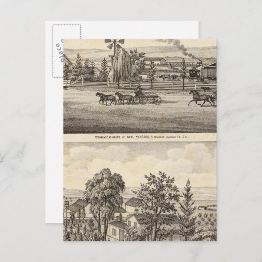 Peacock res, Willow Glen Briefkaart (Voorkant / Achterkant)