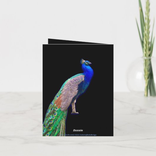PEACOCK RESTING FOTO PHEASANT NOTE KAART (Achterkant)