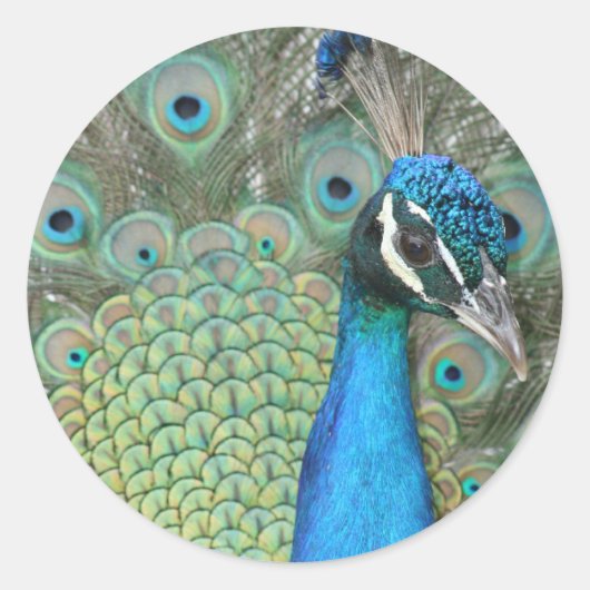 Peacock Ronde Sticker (Voorkant)
