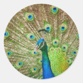 Peacock Ronde Sticker (Voorkant)