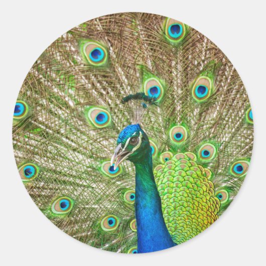 Peacock Ronde Sticker (Voorkant)