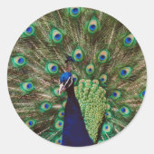 Peacock Ronde Sticker (Voorkant)