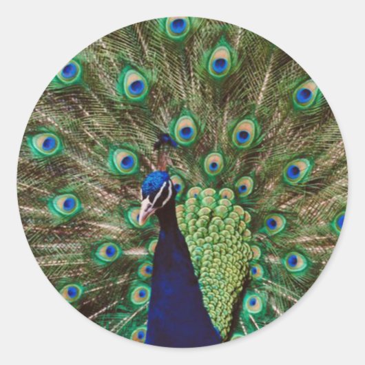 Peacock Ronde Sticker (Voorkant)
