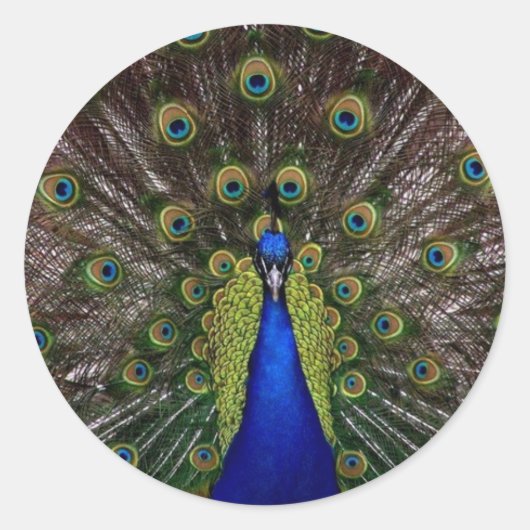 Peacock Ronde Sticker (Voorkant)