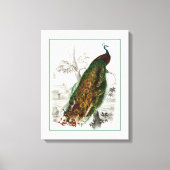 Peacock Roosting Canvas Afdruk (Voorkant)