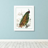 Peacock Roosting Canvas Afdruk (Insitu (Houten vloer))