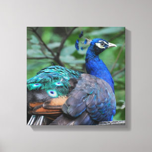 Peacock Roosting Canvas Afdrukken