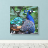 Peacock Roosting Canvas Print (Insitu (Houten vloer))