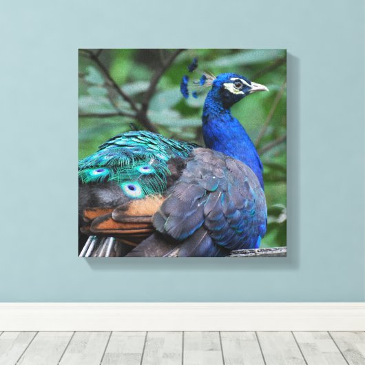 Peacock Roosting Canvas Print (Insitu (Houten vloer))