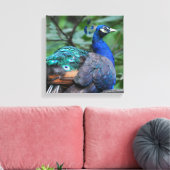 Peacock Roosting Canvas Print (Insitu (Woonkamer))