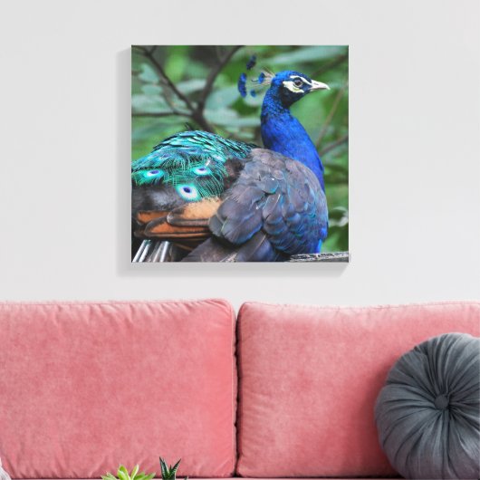 Peacock Roosting Canvas Print (Insitu (Woonkamer))