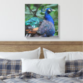 Peacock Roosting Canvas Print (Insitu (Slaapkamer))