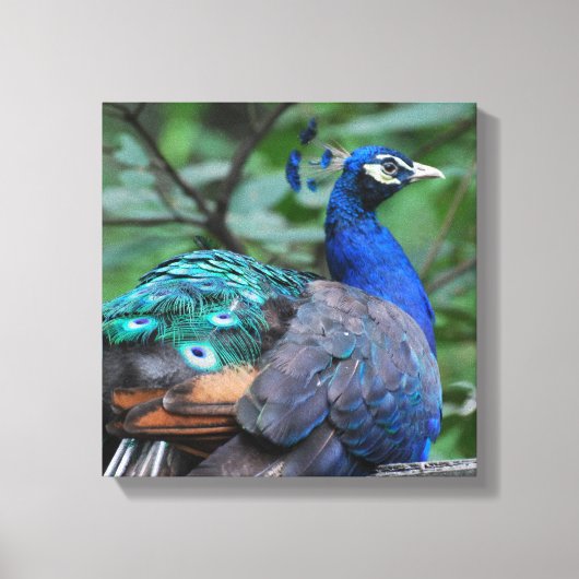Peacock Roosting Canvas Print (Voorkant)