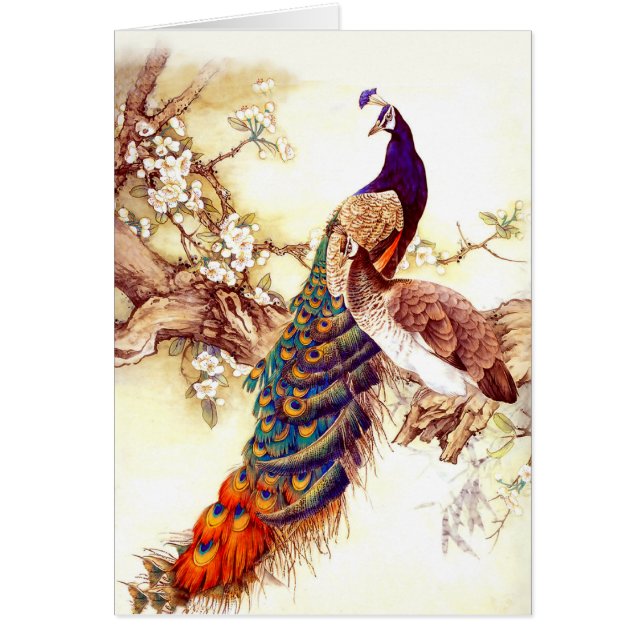 Peacock Royal (Voorkant)