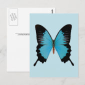 Peacock Royal Briefkaart (Voorkant / Achterkant)