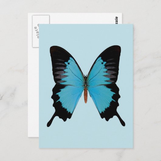 Peacock Royal Briefkaart (Voorkant / Achterkant)