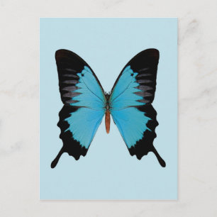 Peacock Royal Briefkaart