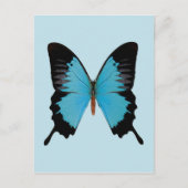 Peacock Royal Briefkaart (Voorkant)