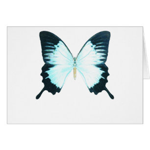 Peacock Royal Butterfly