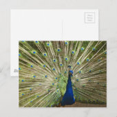 Peacock-scherm Briefkaart (Voorkant / Achterkant)