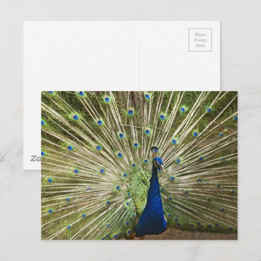 Peacock-scherm Briefkaart (Voorkant / Achterkant)