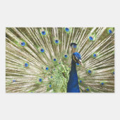Peacock-scherm Rechthoekige Sticker (Voorkant)