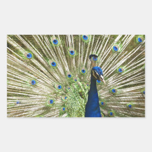 Peacock-scherm Rechthoekige Sticker