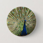 Peacock-scherm Ronde Button 5,7 Cm (Voorkant)