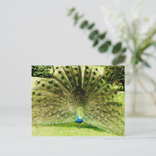 Peacock-schermkleuren Briefkaart (Staand voorkant)