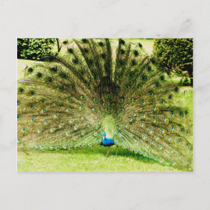 Peacock-schermkleuren Briefkaart