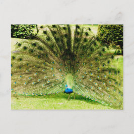 Peacock-schermkleuren Briefkaart