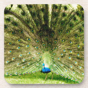 Peacock-schermkleuren Drankjes Onderzetter
