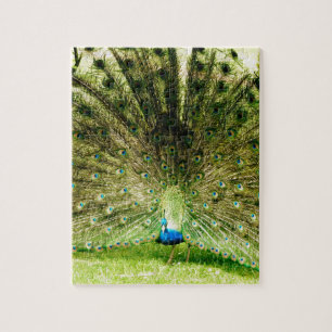 Peacock-schermkleuren Legpuzzel