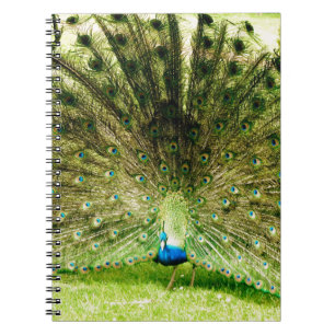 Peacock-schermkleuren Notitieboek
