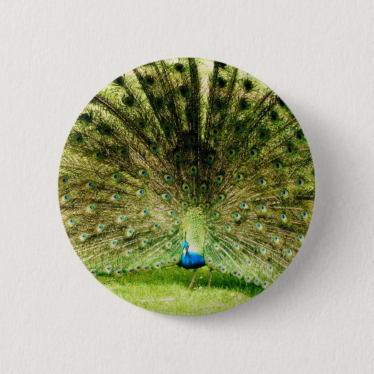 Peacock-schermkleuren Ronde Button 5,7 Cm (Voorkant)