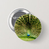 Peacock-schermkleuren Ronde Button 5,7 Cm (Voorkant /achterkant)