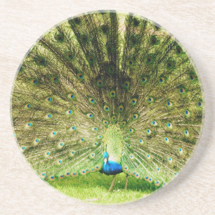 Peacock-schermkleuren Zandsteen Onderzetter