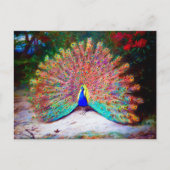  Peacock schilderen Briefkaart (Voorkant)