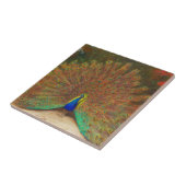  Peacock-schilderstapel Tegeltje (Zijkant)